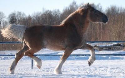 В Татарстане хотят возродить татарскую породу лошадей