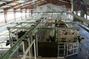 Крупный молочный комплекс открылся в Ульяновской области