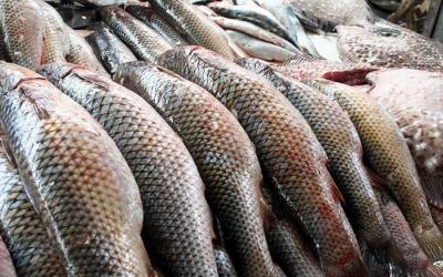 Минсельхоз призвал российских переработчиков работать с российской рыбой