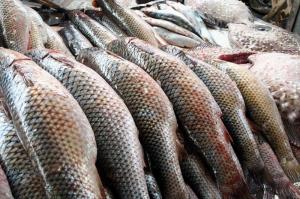 Минсельхоз призвал российских переработчиков работать с российской рыбой