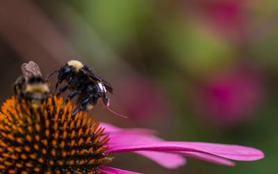 Крошечные рюкзачки для пчел помогут фермерам следить за урожаем