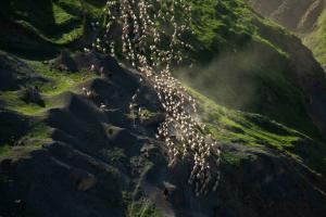 Фотография перегона овец в горах Дагестана признана лучшей на конкурсе National Geographic