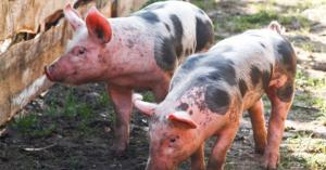 Африканская чума свиней впервые зарегистрирована в Монголии