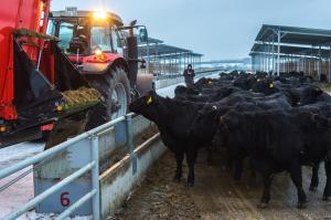 Специализированное мясное скотоводство - перспективное направление агробизнеса Калужской области