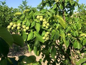 В Адыгее начали выращивать грецкие орехи в промышленных масштабах