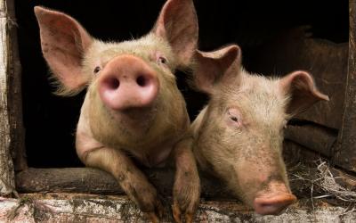 К Омской области приближается чума свиней