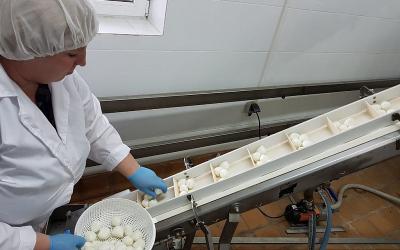 В Гулькевичском районе реализован инвестиционный проект по производству сыра моцарелла