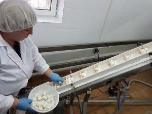 В Гулькевичском районе реализован инвестиционный проект по производству сыра моцарелла