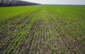 В Ростовской области Россельхозцентр помогает аграриям защитить посевы от зимнего зернового клеща