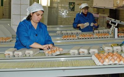 История успеха нижегородской птицефабрики
