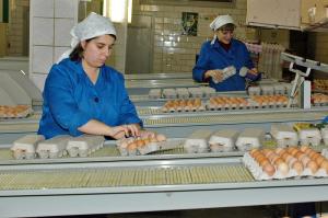 История успеха нижегородской птицефабрики