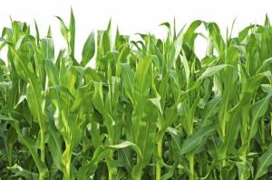 На «кукурузном» поприще: сколько кукурузы засеют в России?
