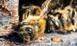 В Центральной России массово гибнут пчелы