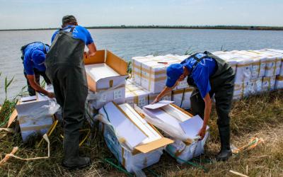 «Эллас» выпустила 14 млн мальков креветки в свои естественные пруды в Крыму