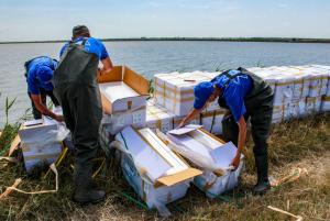 «Эллас» выпустила 14 млн мальков креветки в свои естественные пруды в Крыму