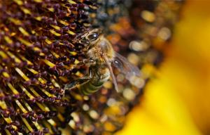 В Алтайском крае начали массово гибнуть пчелы