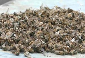 О массовой гибели пчел в 2019 году рассказывает ученый