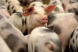 Экстренные меры введены на нижегородских свинокомплексах