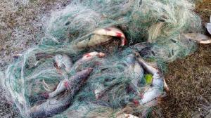 Эксперты: новые правила рыбалки помогут сохранять запасы рыбы и чистоту водоемов