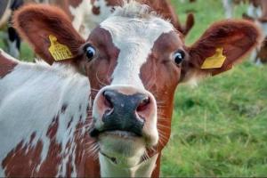 В Новосибирской области у коров выявили вирусное заболевание