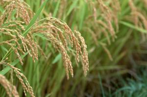 На Кубани началась уборка риса