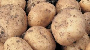 Магаданские ученые вывели новые хладоустойчивые сорта картофеля