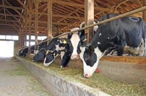 Фермерам Хабаровского края частично компенсируют убой скота при АЧС и ящуре