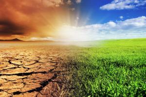 Изменения климата приведут к засухам в районах, производящих пшеницу