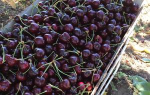 В Краснодаре создали сорт черешни, чьи плоды в полтора раза больше обычных