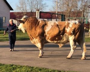 В Быково состоялась юбилейная выводка быков-производителей