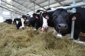 В Нижегородской области реконструировано и построено 17 животноводческих хозяйств
