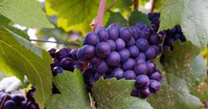 В Республике Крым собран рекордный за последние пять лет урожай винограда