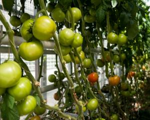 «Эко-культура» и «Гавриш» будут производить семена овощей