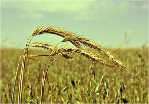 Черный хлеб может подорожать в РФ из-за минимального за полвека урожая ржи - эксперты