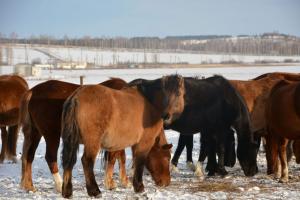 В Республике Башкортостан растет поддержка коневодства