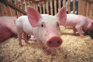 В Приморье зафиксировали первый в 2020 году очаг африканской чумы свиней