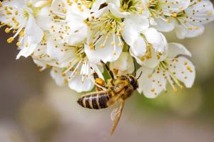 Еврокомиссия запретит пестициды Bayer вредные для пчел
