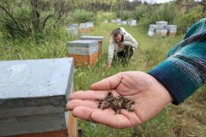 В Тамбовском регионе определили порядок разбирательства при гибели насекомых