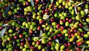 В Крыму начнут выращивать оливки для производства масла