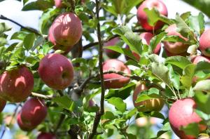 Яблоневый сад на 250 гектаров появится в Тульской области