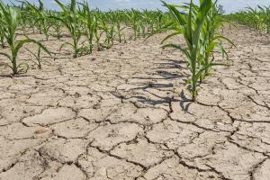 Из-за жары в 5 муниципалитетах Челябинской области введен режим ЧС по засухе