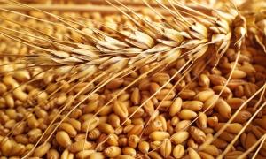 Кубань первой в стране завершила уборку зерновых
