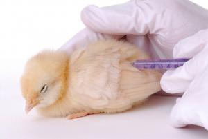 В ФГБУ «ВНИИЗЖ» зарегистрирована новая вакцина против инфекционного бронхита кур