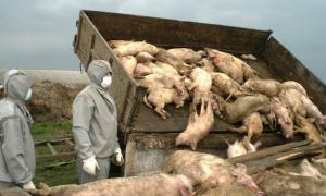 Всемирная организация по охране здоровья животных представила доклад о глобальной ситуации по африканской чуме свиней