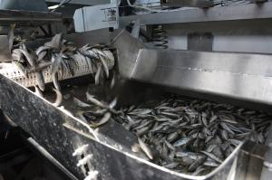 В Севастополе запустили производство штучной заморозки и упаковки рыбы
