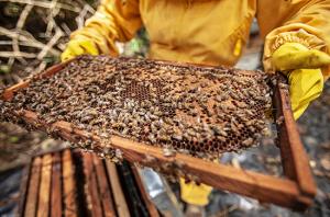 Производители мёда могут получить льготные режимы деятельности