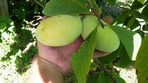 Уникальные плоды азимины будут выращиваться в Республике Крым