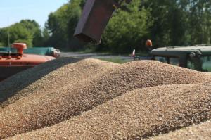 Аналитики прогнозируют рост спроса на российскую пшеницу