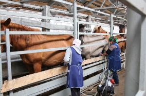 Башкирский фермер планирует открыть цех по выпуску мясных деликатесов из конины