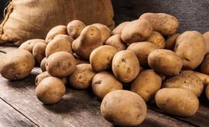 Российские фермеры прогнозируют подорожание картофеля